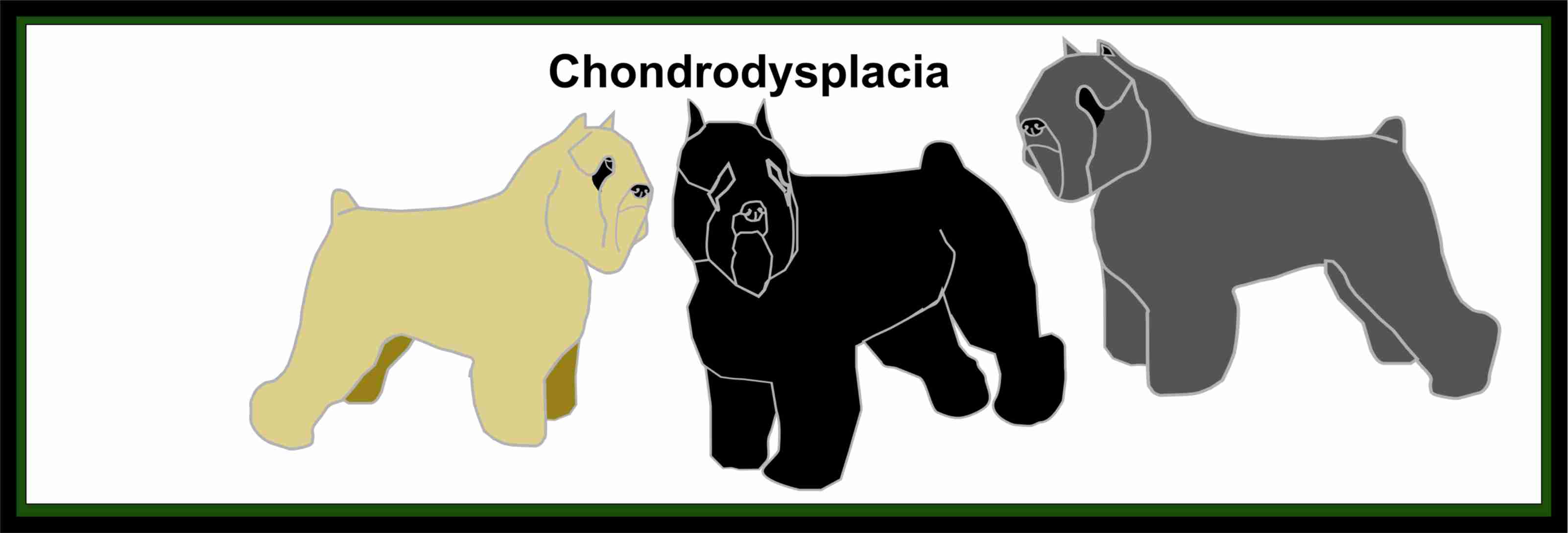 CHONDRODYSPLACIA